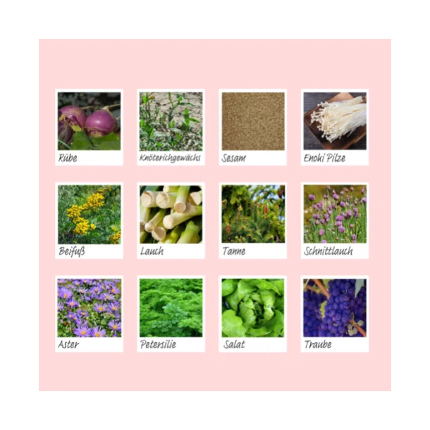 Body Wash Pad 10 stk.